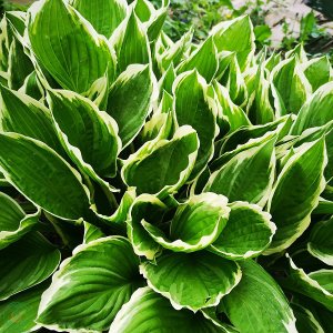 Funkia (Hosta plantaginea) ´FRANCE´, kont. C1.5L